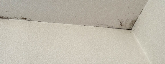 隅がカビで黒くなっているクロス
