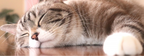 室内でくつろぐ猫